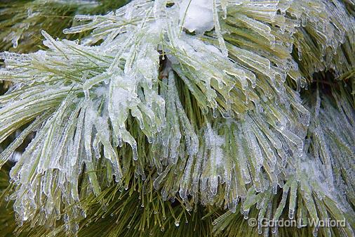 Iced Pine Needles_12189.jpg - Photographed at Ottawa, Ontario - the capital of Canada.